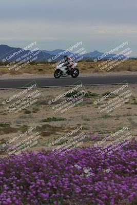media/Jan-14-2023-SoCal Trackdays (Sat) [[497694156f]]/Turn 14 Exit Bloomig (145pm)/